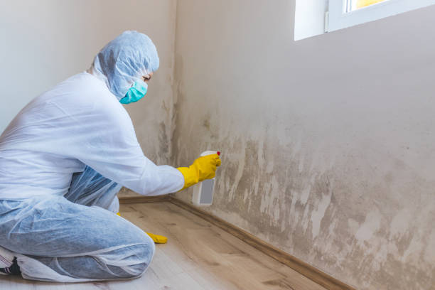 Licensed Hvac And Air Duct Mold Remediation service in Hillsboro, TX - 24 Hour Mold Removal